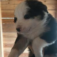 Cucciolo di Border Collie
