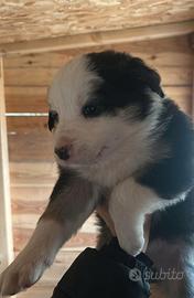 Cucciolo di Border Collie