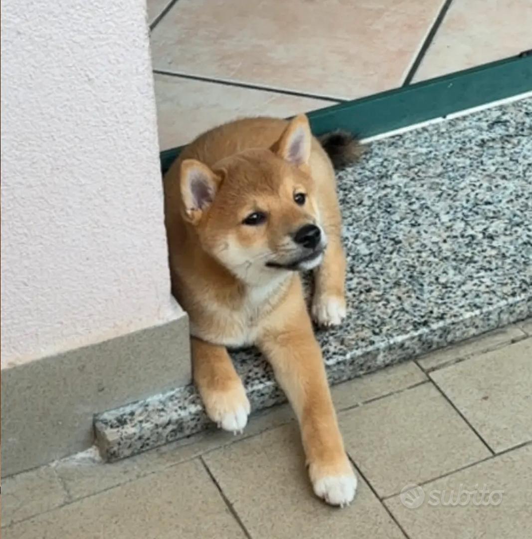 Vignetta Di Un Cane Di Shiba Inu Nero Con Cartello Bianco Illustrazione Cartone Animato Per Cani 253382706