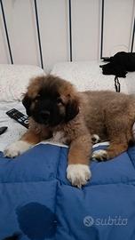 Cuccioli pastore del caucaso