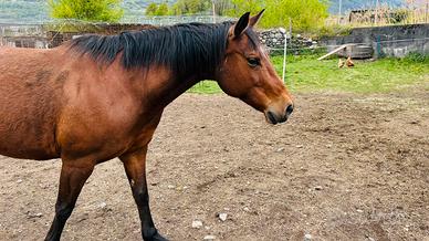 Cavalla Paint Horse-14 anni-