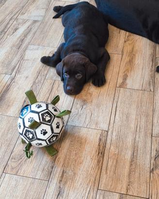 Labrador retriever