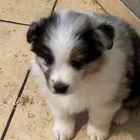Australian Shepherd