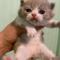 Cuccioli British con pedigree