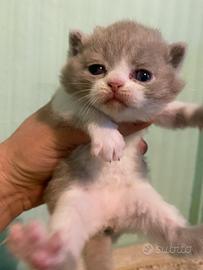 Cuccioli British con pedigree
