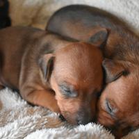 Cuccioli Pinscher nano