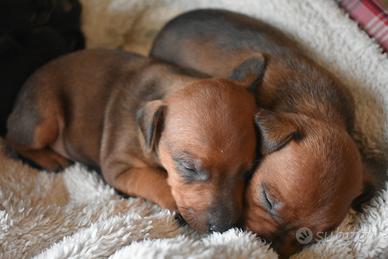 Cuccioli Pinscher nano