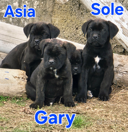 Cane Corso