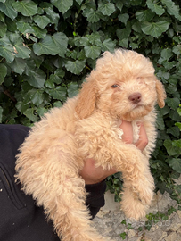 Cucciola bracco x lagotto