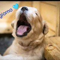 Cuccioli Golden Retriever allevati in libertà