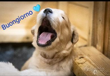 Cuccioli Golden Retriever allevati in libertà