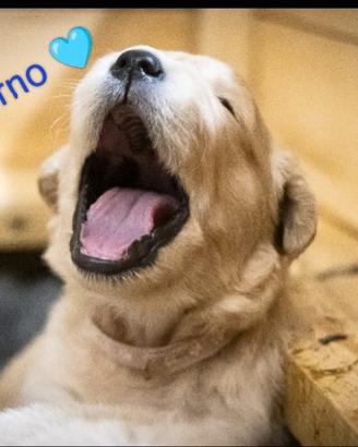 Cuccioli Golden Retriever allevati in libertà