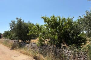 Terreno agricolo