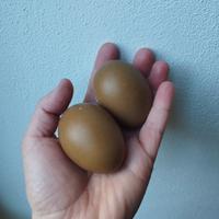 Pulcini olive egger f3