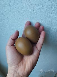 Pulcini olive egger f3