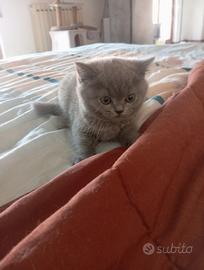 Gattina scottish