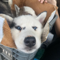 Cuccioli originale husky