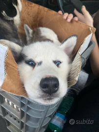 Cuccioli originale husky