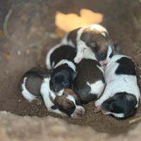 Cuccioli jack russel