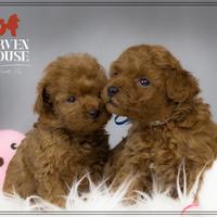 Barboncino toy e mini allevamentoriconoscuto enci