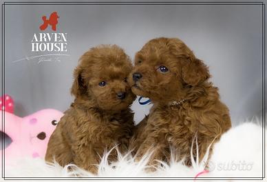 Barboncino toy e mini allevamentoriconoscuto enci