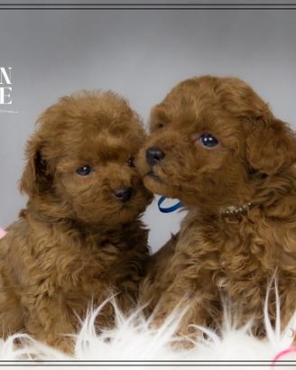 Barboncino toy e mini allevamentoriconoscuto enci