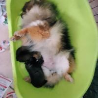 Spitz nano Pomerania