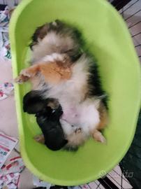 Spitz nano Pomerania