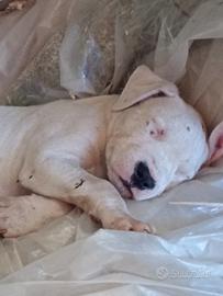 Cuccioli di cane dogo argentino