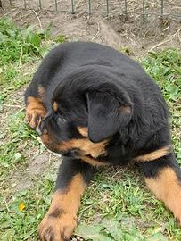 Rottweiler