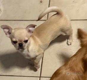 Chihuahua cucciola