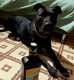 Incrocio PITBULL AMSTAFF