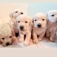 Cuccioli labrador