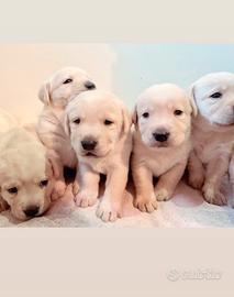 Cuccioli labrador