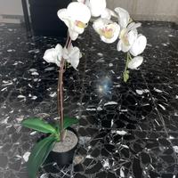 Pianta artificiale in vaso Orchidea bianco 12 cm