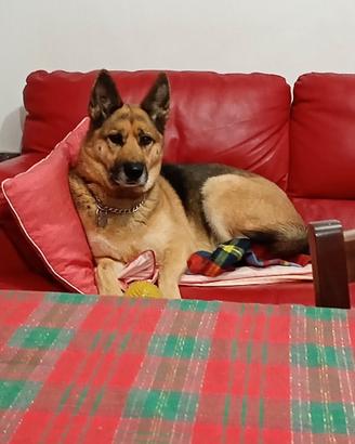 Meticcio di pastore tedesco e husky