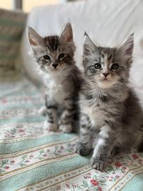 Cuccioli main coon