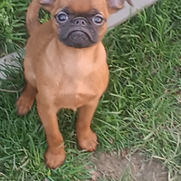 Piccolo brabantino cuccioli