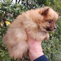 Volpino della Pomerania