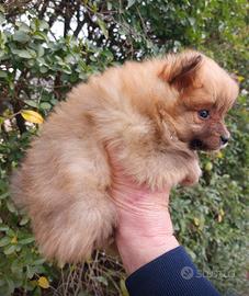 Volpino della Pomerania