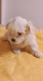 Maltese