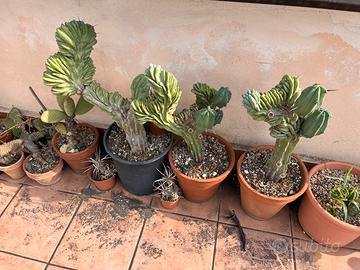 PIANTE GRASSE