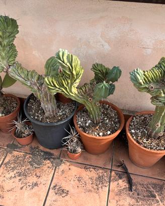 PIANTE GRASSE