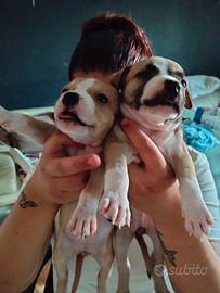 Cuccioli di amstaff