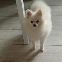 Cane mini toy pomerania spitz