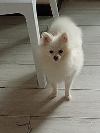 Cane mini toy pomerania spitz