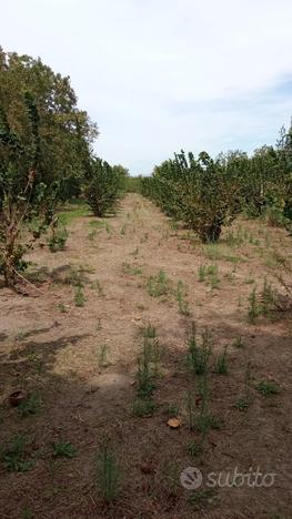 Terreno a Saviano