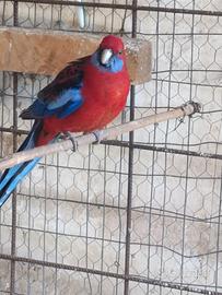 Pappagalli