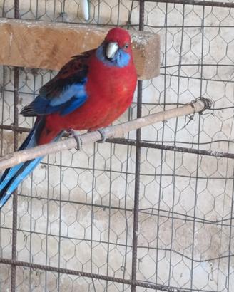 Pappagalli