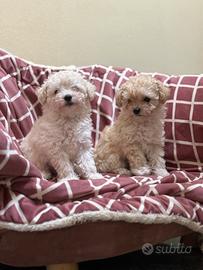 Cuccioli di barboncino